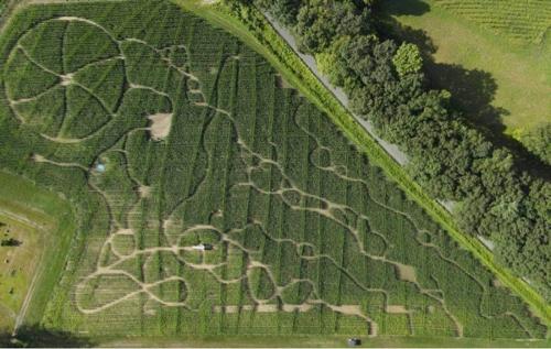 Hicks Family Farm Corn Maze 2021