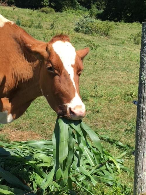 cow corn